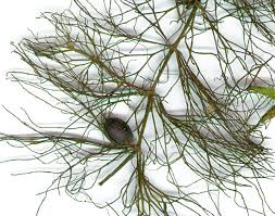 Attēlu rezultāti vaicājumam “Ceratophyllum submersum”