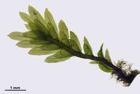 Attēlu rezultāti vaicājumam “Fissidens osmundoides”