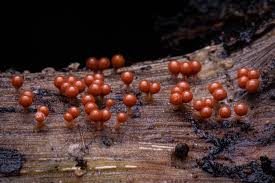 Attēlu rezultāti vaicājumam “Physarum leucopus stalked”