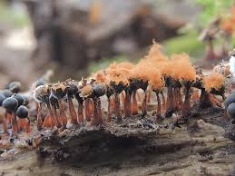 Attēlu rezultāti vaicājumam “Metatrichia floriformis”