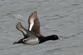 Attēlu rezultāti vaicājumam “Aythya fuligula male”