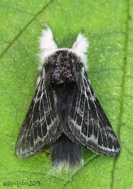 Attēlu rezultāti vaicājumam “Lasiocampidae”