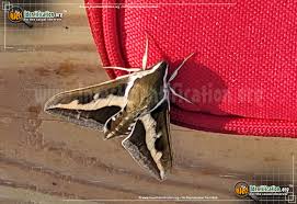 Attēlu rezultāti vaicājumam “Hyles gallii imago”