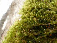 Attēlu rezultāti vaicājumam “Pylaisia polyantha”