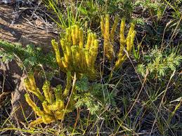 Attēlu rezultāti vaicājumam “Huperzia selago”