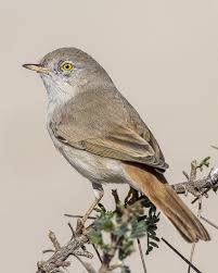 Image result for Sylvia nana