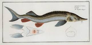 Image result for Acipenser