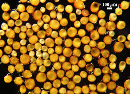 Attēlu rezultāti vaicājumam “Enteridium liceoides spores”