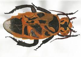 Attēlu rezultāti vaicājumam “Caenolyda reticulata”