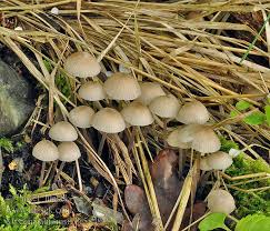 Attēlu rezultāti vaicājumam “Mycena abramsii”