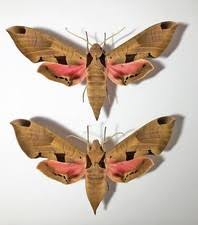 Attēlu rezultāti vaicājumam “Sphingidae”