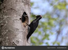 Attēlu rezultāti vaicājumam “Dryocopus martius nest”