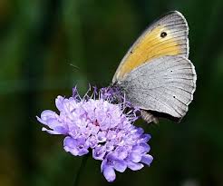 Attēlu rezultāti vaicājumam “Maniola jurtina”