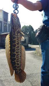 Image result for Channa argus