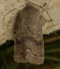 Attēlu rezultāti vaicājumam “Orthosia populeti”