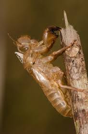 Attēlu rezultāti vaicājumam “exuvia”