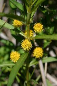 Attēlu rezultāti vaicājumam “Lysimachia thyrsiflora”