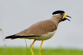 Attēlu rezultāti vaicājumam “Vanellus vanellus adult”