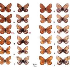 Attēlu rezultāti vaicājumam “Oeneis jutta underside”