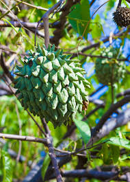 Attēlu rezultāti vaicājumam “Cinna latifolia fruit”