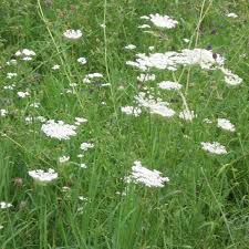 Attēlu rezultāti vaicājumam “Daucus carota subsp. carota leaf”