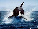 Killer Whales (Orcas), Killer Whale Pictures, Killer Whale Facts ...