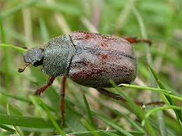 Attēlu rezultāti vaicājumam “Hoplia parvula”