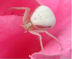 Attēlu rezultāti vaicājumam “Misumena vatia”