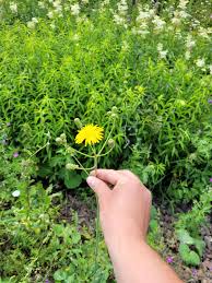 Attēlu rezultāti vaicājumam “Sonchus arvensis subsp. uliginosus flower”