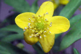 Attēlu rezultāti vaicājumam “Anemone ranunculoides”