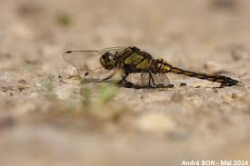 Attēlu rezultāti vaicājumam “Orthetrum cancellatum male”