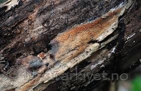 Attēlu rezultāti vaicājumam “Mycoacia fuscoatra”