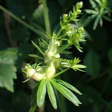 Attēlu rezultāti vaicājumam “Geocrypta galii”