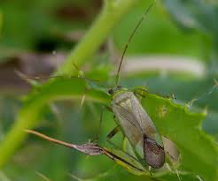 Attēlu rezultāti vaicājumam “Adelphocoris quadripunctatus imago”
