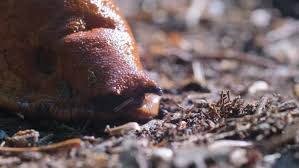 Attēlu rezultāti vaicājumam “Arion lusitanicus”