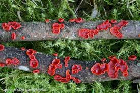 Attēlu rezultāti vaicājumam “Cytidia salicina”