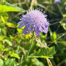 Attēlu rezultāti vaicājumam “Knautia arvensis flower”