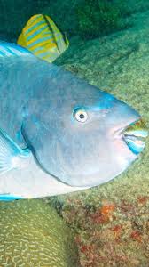 Image result for Scarus trispinosus