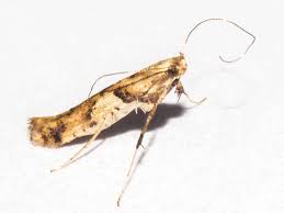 Attēlu rezultāti vaicājumam “Caloptilia hemidactylella”