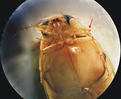 Attēlu rezultāti vaicājumam “Hydrachna”