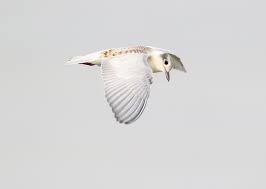 Attēlu rezultāti vaicājumam “Larus minutus”