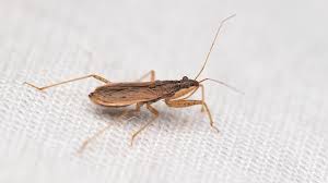 Attēlu rezultāti vaicājumam “Nabidae”