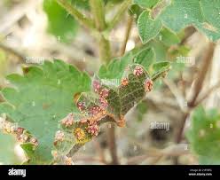Attēlu rezultāti vaicājumam “Puccinia urticata”