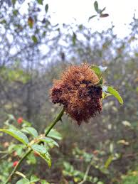 Attēlu rezultāti vaicājumam “Diplolepis rosae”