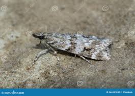 Attēlu rezultāti vaicājumam “Sciota adelphella”