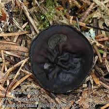 Attēlu rezultāti vaicājumam “Pseudoplectania nigrella”