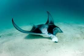 Image result for Mobula alfredi