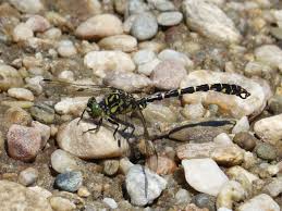 Attēlu rezultāti vaicājumam “Onychogomphus forcipatus”
