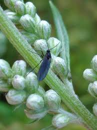 Attēlu rezultāti vaicājumam “Sciara analis”