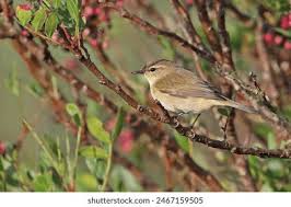 Attēlu rezultāti vaicājumam “Phylloscopus collybita adult”